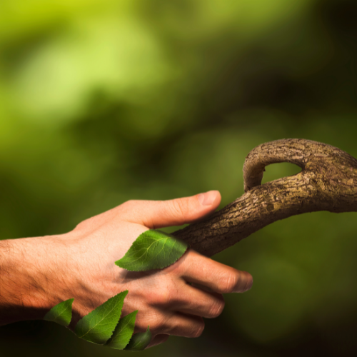 Long Covid healing with plants
